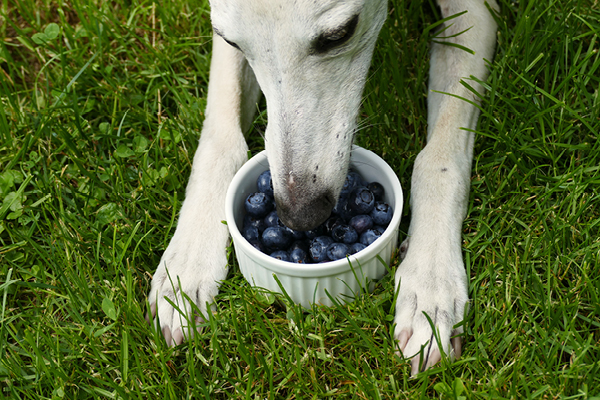 Leiky-Heidelbeeren Dürfen Hunde Blaubeeren fressen?