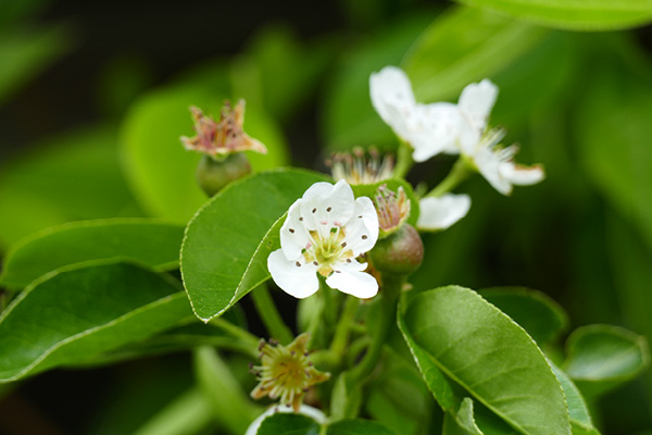 Blog_Leiky_Bluetenpollen Blütenpollen für Hunde und Katzen