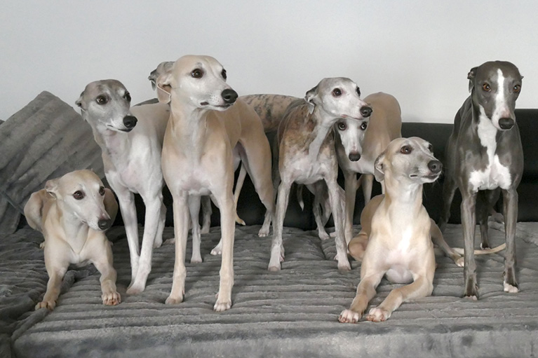 Blog_Leiky_Whippets Rasseportrait - der Whippet